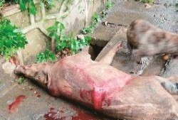 武汉野猪爆料事件视频曝光,揭秘事件背后真相