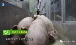 武汉野猪爆料事件视频曝光,揭秘事件背后真相